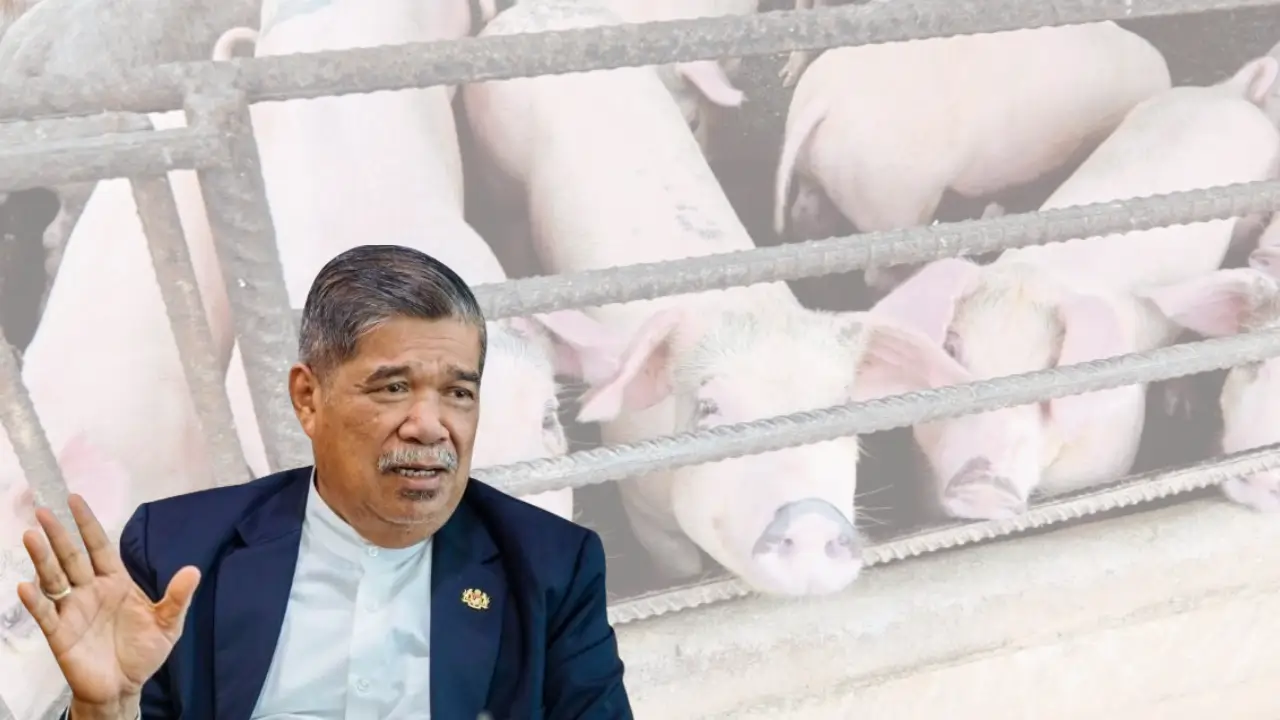 projek penternakan babi moden